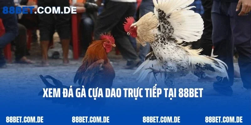 Đá Gà Cựa Dao - Môn Thể Thao Đầy Kịch Tính Và Điều Cần Biết