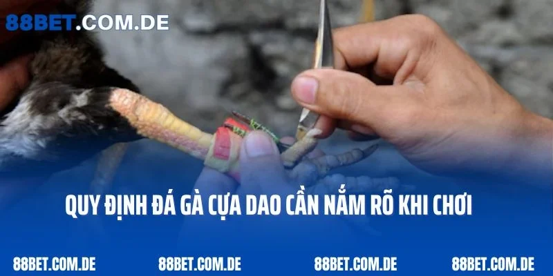 Quy định đá gà cựa dao cần nắm rõ khi chơi 