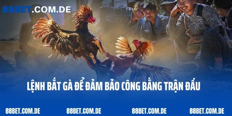 Trọng tài lệnh bắt gà để đảm bảo công bằng trận đấu