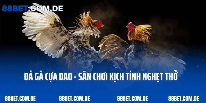 Đá gà cựa dao - Sân chơi kịch tính nghẹt thở