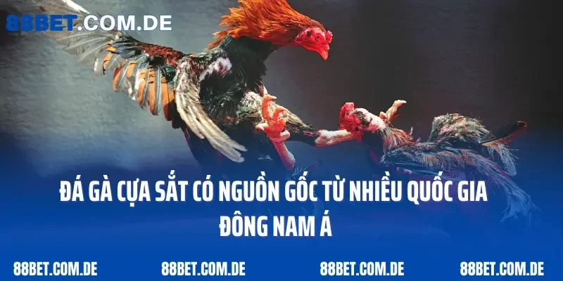 Đá gà cựa sắt có nguồn gốc từ nhiều quốc gia Đông Nam Á