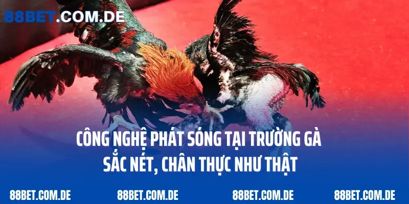 Công nghệ phát sóng tại trường gà sắc nét, chân thực như thật
