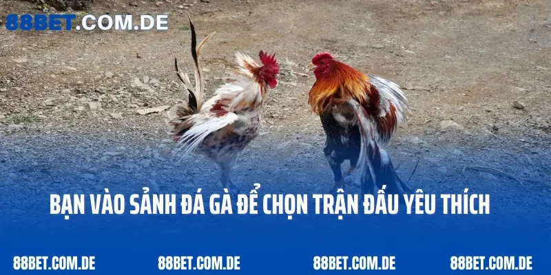 Bạn vào sảnh đá gà để chọn trận đấu yêu thích
