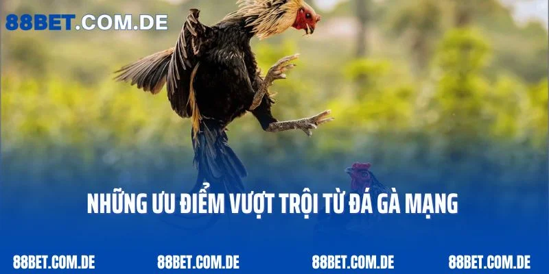 Những ưu điểm vượt trội từ đá gà mạng