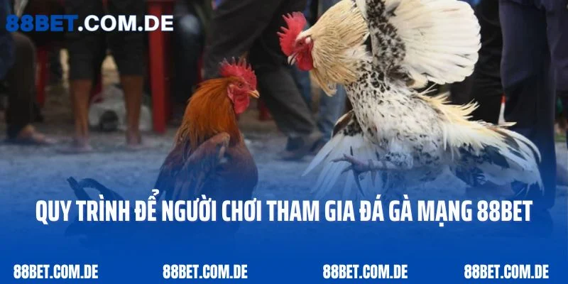 Quy trình để người chơi tham gia đá gà mạng 88Bet