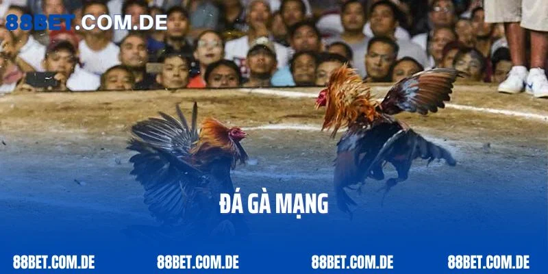 Tìm Hiểu Sân Chơi Đá Gà Mạng Cực Chất, Cực Lôi Cuốn 