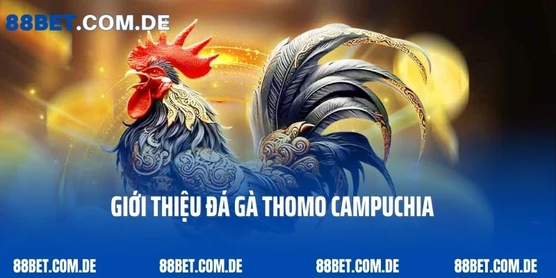 Giới thiệu đá gà Thomo Campuchia