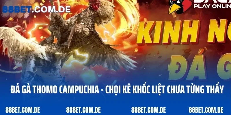 Đá Gà Thomo Campuchia - Chọi Kê Khốc Liệt Chưa Từng Thấy