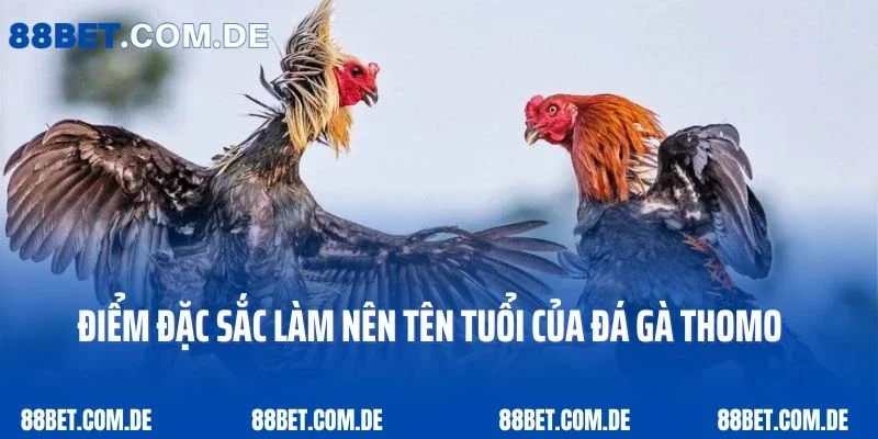 Điểm đặc sắc làm nên tên tuổi của đá gà Thomo hôm nay