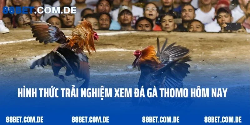 Một số hình thức trải nghiệm xem đá gà Thomo hôm nay