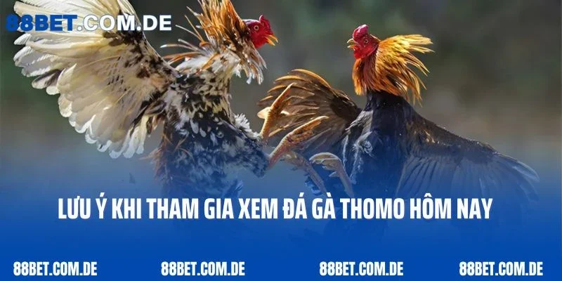 Lưu ý khi tham gia xem đá gà Thomo hôm nay