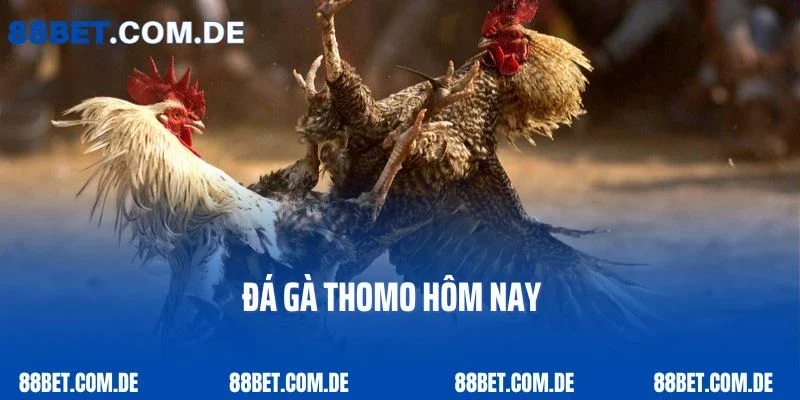 Hướng Dẫn Tham Gia Đá Gà Thomo Hôm Nay Chi Tiết Từ A-Z 