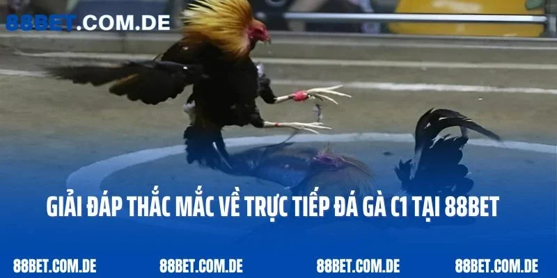 Giải đáp thắc mắc về trực tiếp đá gà C1 tại 88bet