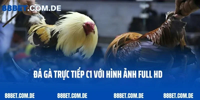 Đá gà trực tiếp C1 với hình ảnh full HD