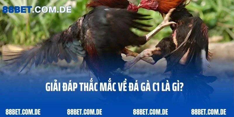Giải đáp thắc mắc về đá gà C1 là gì?