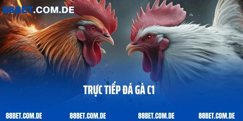 Tất Tần Tật Những Điều Cần Biết Về Trực Tiếp Gà Đá C1 